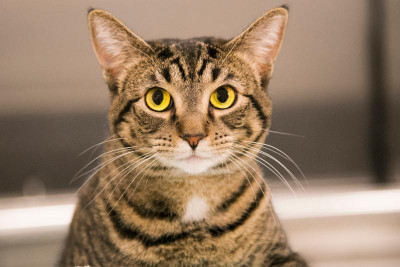 Precious Pets Almost Home Association - Pet Shelter and Rescue in Chicago, Illinois