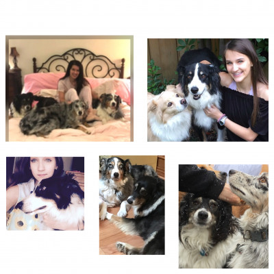 DASH Dog Rescue - Pet Shelter and Rescue in Dallas, Texas