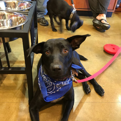 Fortunate Pooches & Lab Rescue - Pet Shelter and Rescue in Palatine, Illinois