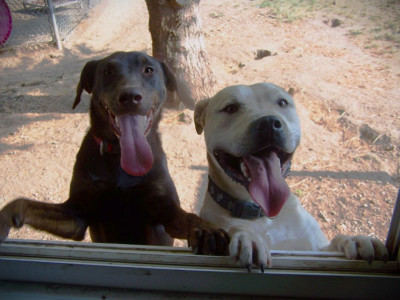 Mason County Pets Without Parents - Pet Shelter and Rescue in Mason City, Illinois