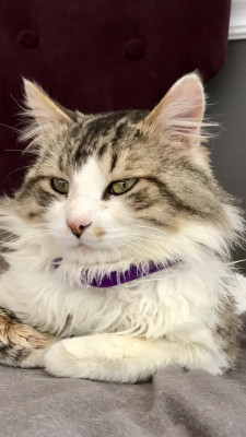 Forever Fortunate Felines - Pet Shelter and Rescue in Chicago, Illinois