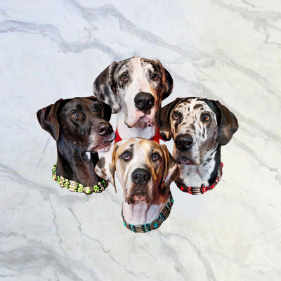 Grundy County Humane Society/DANE911 - Pet Shelter and Rescue in Carbon Hill, Illinois