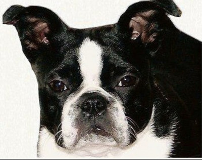 Gunners Run Rescue - Pet Shelter and Rescue in Ruma, Illinois