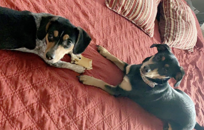 Saved By Grace Animal Rescue - Pet Shelter and Rescue in Newton, Illinois