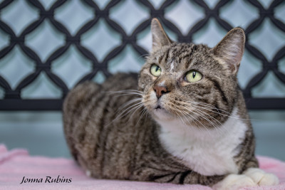 Quad City Animal Welfare Center - Pet Shelter and Rescue in Milan, Illinois