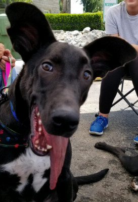 Pets Are Worth Saving Inc. (PAWS) - Pet Shelter and Rescue in Anna, Illinois