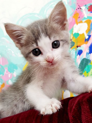 Effingham County Animal Control - Pet Shelter and Rescue in Effingham, Illinois