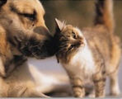 Cry For Help Rescue - Pet Shelter and Rescue in Homer Glen, Illinois