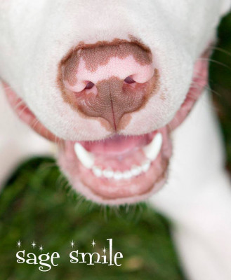 LUV A DOG RESCUE - Pet Shelter and Rescue in Lawrence, Indiana