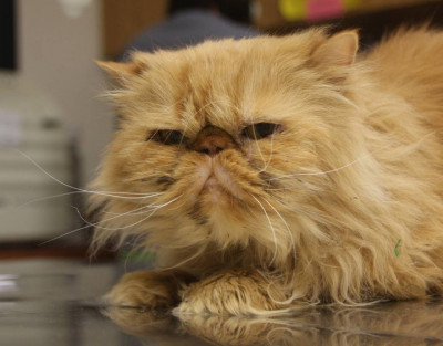 Animal Outreach Of Shelby County - Pet Shelter and Rescue in Shelbyville, Indiana