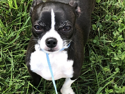 Furever We Love - Pet Shelter and Rescue in Indianapolis, Indiana