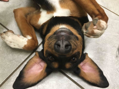 Greenfield Hancock Animal Management - Pet Shelter and Rescue in Greenfield, Indiana