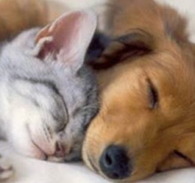 North Central Indiana Spay & Neuter @ Crystal Creek Kennels - Pet Shelter and Rescue in Battle Ground, Indiana