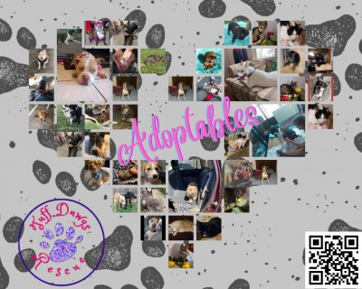 Tuff Dawgs Rescue Inc - Pet Shelter and Rescue in Lowell, Indiana