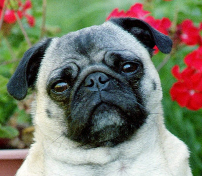 Wichita Pug Rescue - Pet Shelter and Rescue in Benton, Kansas