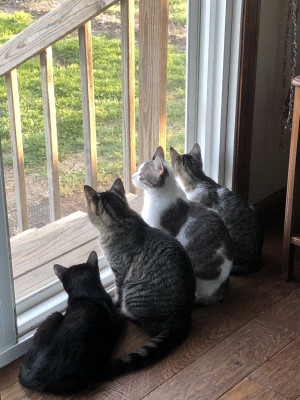 Forever Home Pet Rescue - Pet Shelter and Rescue in Americus, Kansas