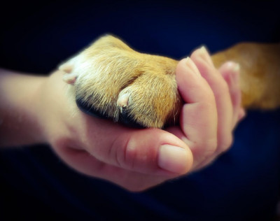 Lada Paws Rescue - Pet Shelter and Rescue in Hoisington, Kansas