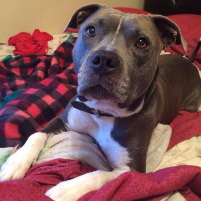 In The Clear Animal Rescue - Pet Shelter and Rescue in Jeffersontown, Kentucky