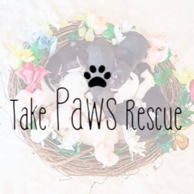 Take Paws Rescue - Pet Shelter and Rescue in New Orleans, Louisiana