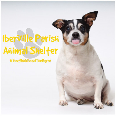 Iberville Parish Animal Shelter - Pet Shelter and Rescue in Plaquemine, Louisiana