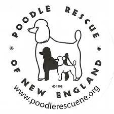 Poodle Rescue New England - Pet Shelter and Rescue in Somerville, Massachusetts