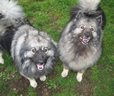 Seacoast Keeshond Rescue - Pet Shelter and Rescue in Essex, Massachusetts