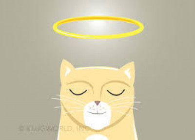 Saint Meows - Pet Shelter and Rescue