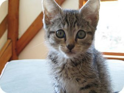  Joyful Pets Animal Rescue - Pet Shelter and Rescue in Amherst, Massachusetts