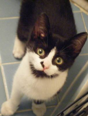 Rock Creek Cats - Pet Shelter and Rescue in Garrett Park, Maryland