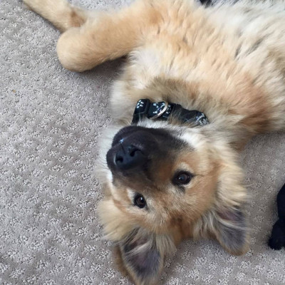 The Green Ark - Pet Shelter and Rescue in Portland, Maine