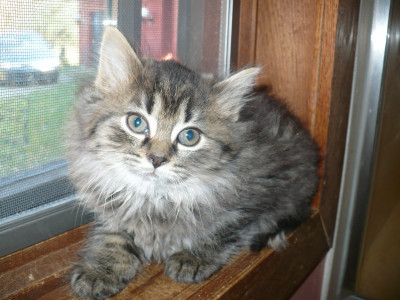 Come To The Rescue - Pet Shelter and Rescue in Ypsilanti, Michigan