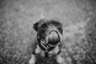 Pet Tales Rescue - Pet Shelter and Rescue in Grand Rapids, Michigan