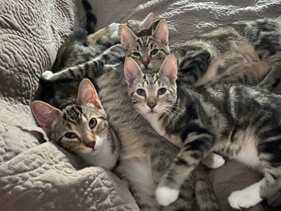 Kitty Chalet Playhouse Rescue - Pet Shelter and Rescue in Whitmore Lake, Michigan