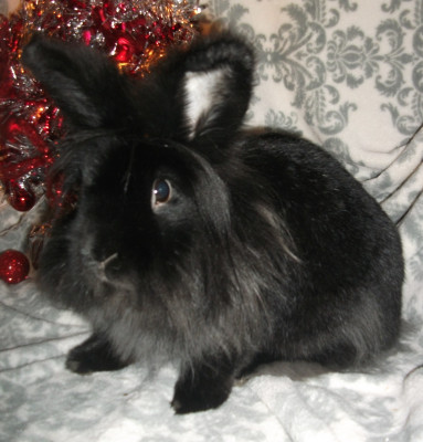 Wonderland Rabbit Rescue - Pet Shelter and Rescue in Melvindale, Michigan