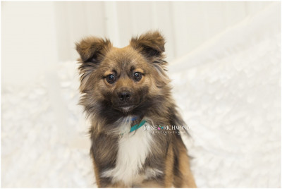 Osceloa County Animal Control - Pet Shelter and Rescue in Reed City, Michigan