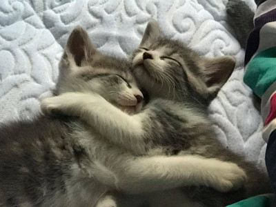 Ingham County Animal Control And Shelter - Pet Shelter and Rescue in Mason, Michigan