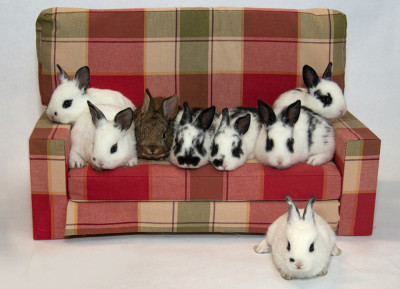 Great Lakes Rabbit Sanctuary - Pet Shelter and Rescue