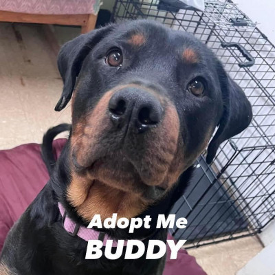 Alger County Animal Shelter - Pet Shelter and Rescue in Munising, Michigan