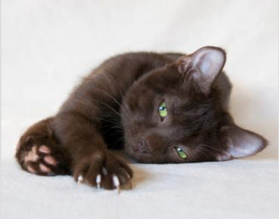 Little Lion - Pet Shelter and Rescue in Dearborn, Michigan