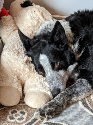 H.E.R.D-Herding Ewe Rescue Dogs - Pet Shelter and Rescue in Lawton, Michigan