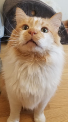 Meow Manor - Pet Shelter and Rescue in Anoka, Minnesota