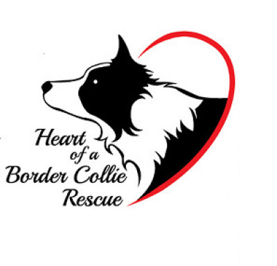 Heart Of A Border Collie Rescue - Pet Shelter and Rescue in Minnetrista, Minnesota