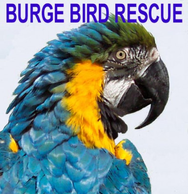 Burge Bird Rescue - Pet Shelter and Rescue in Grandview, Missouri