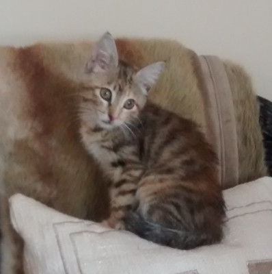 AnimalFAIR (Foundation For Animals In Risk) - Pet Shelter and Rescue in Sedalia, Missouri