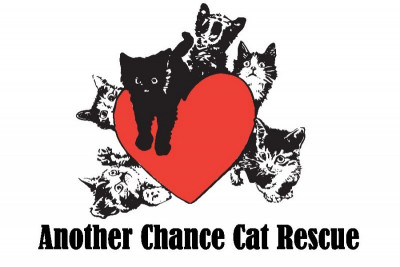 Another Chance Cat Rescue - Pet Shelter and Rescue in Kansas City, Missouri