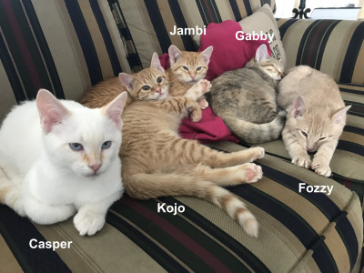 ThunderCats - Pet Shelter and Rescue in Unionville, Missouri