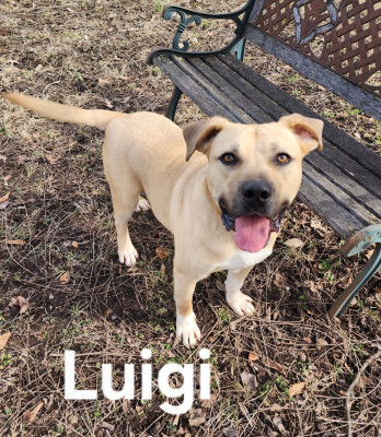 Clinton Animal Shelter - Pet Shelter and Rescue in Clinton, Missouri