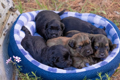 All New Hope Animal Rescue - Pet Shelter and Rescue in Webster Groves, Missouri