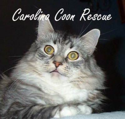Carolina Coon Rescue - Pet Shelter and Rescue in Trinity, North Carolina