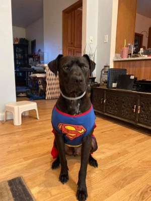 Castaways Rescue - Pet Shelter and Rescue in Maysville, North Carolina